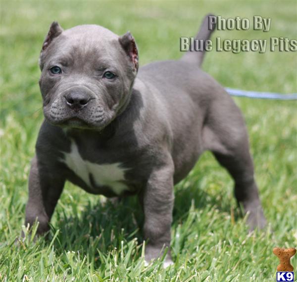 Puppies in Riverside